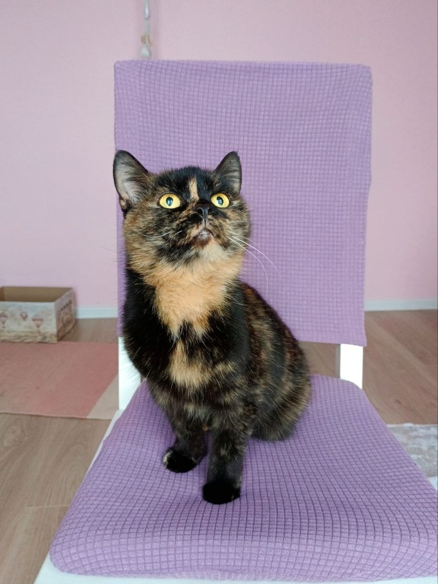 Кошечка на замену. 