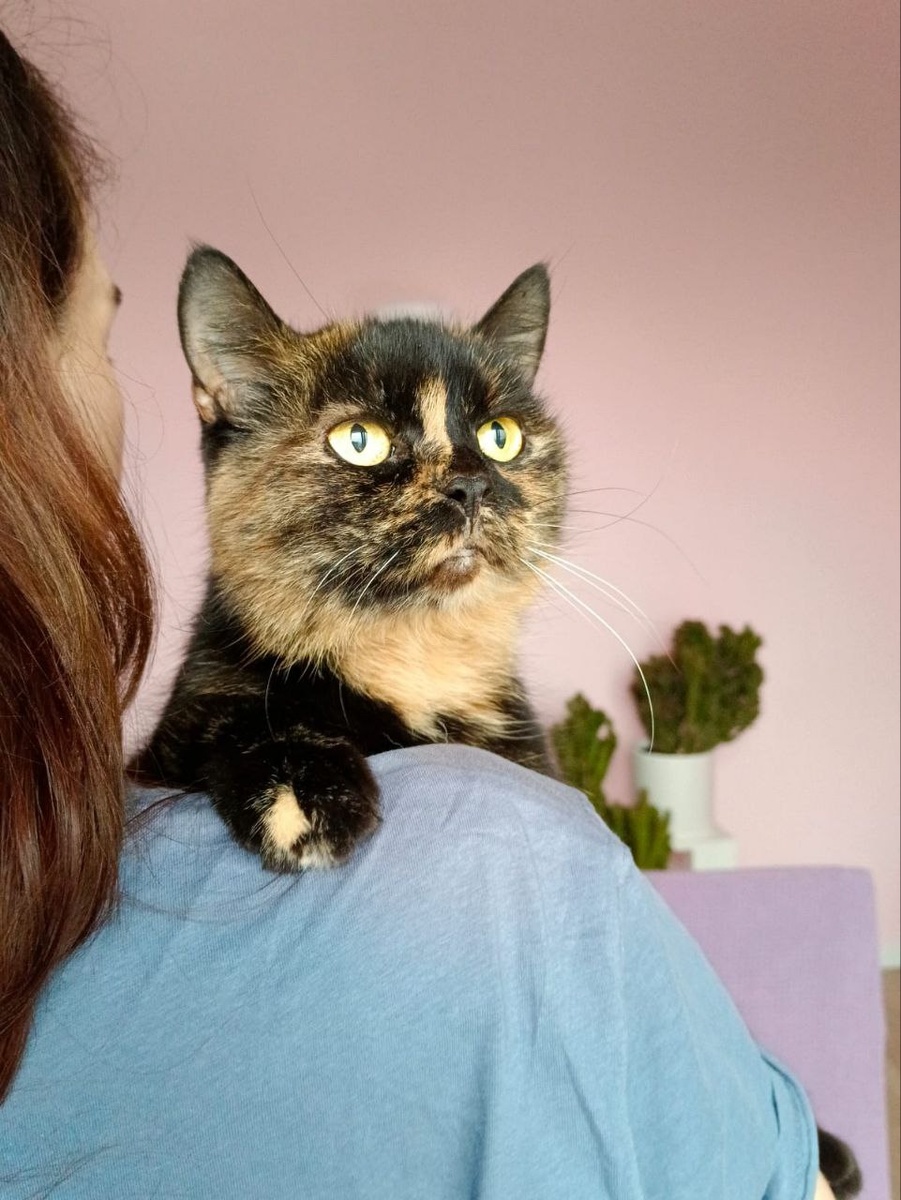 Кошка у волонтеров