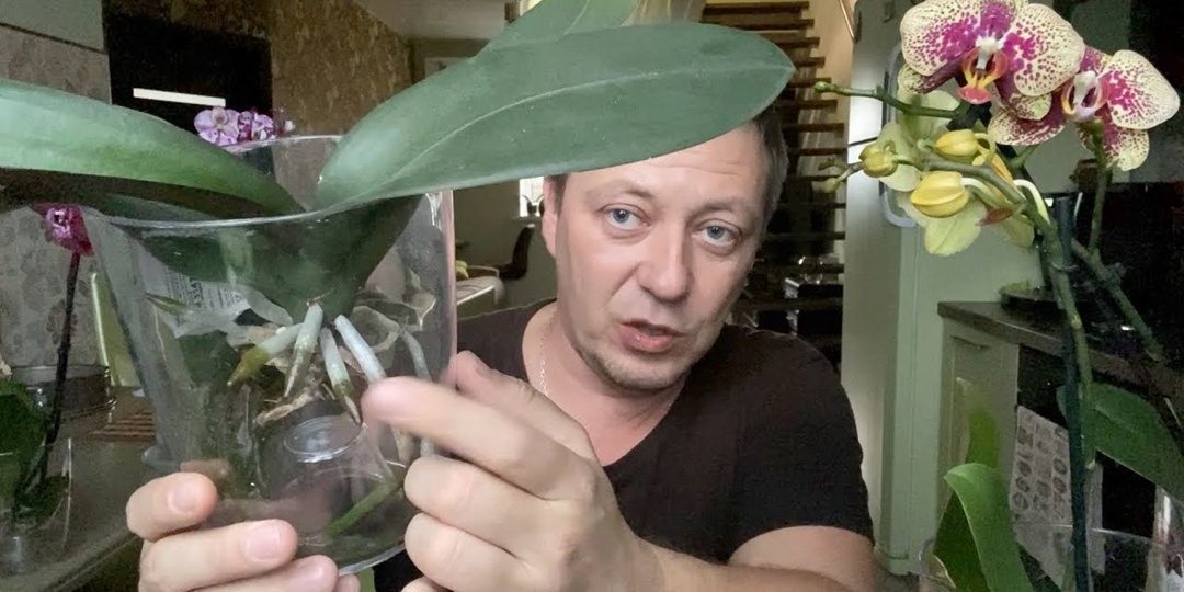 Орхидеи с открытыми корнями: Полное руководство по уходу