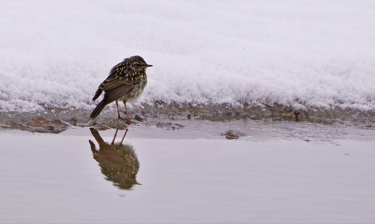 (с) Игорь Чупин. Варакушки - птицы небольшие, но заметные. В России распространены почти повсеместно.