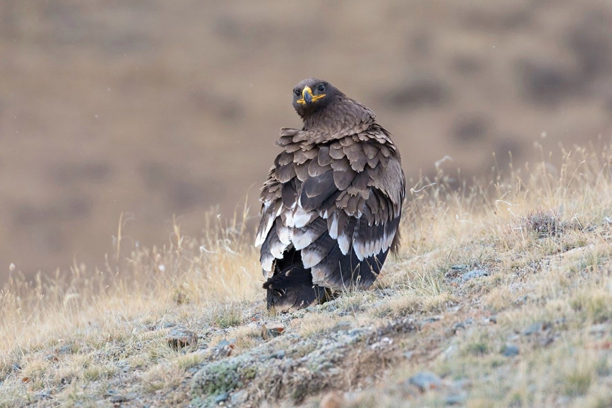 (с) Геннадий Лагунин.  Степной орел в Сайлюгемском нацпарке.