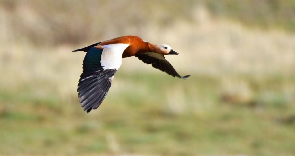 Пернатые соседи ирбиса. Вторая серия.