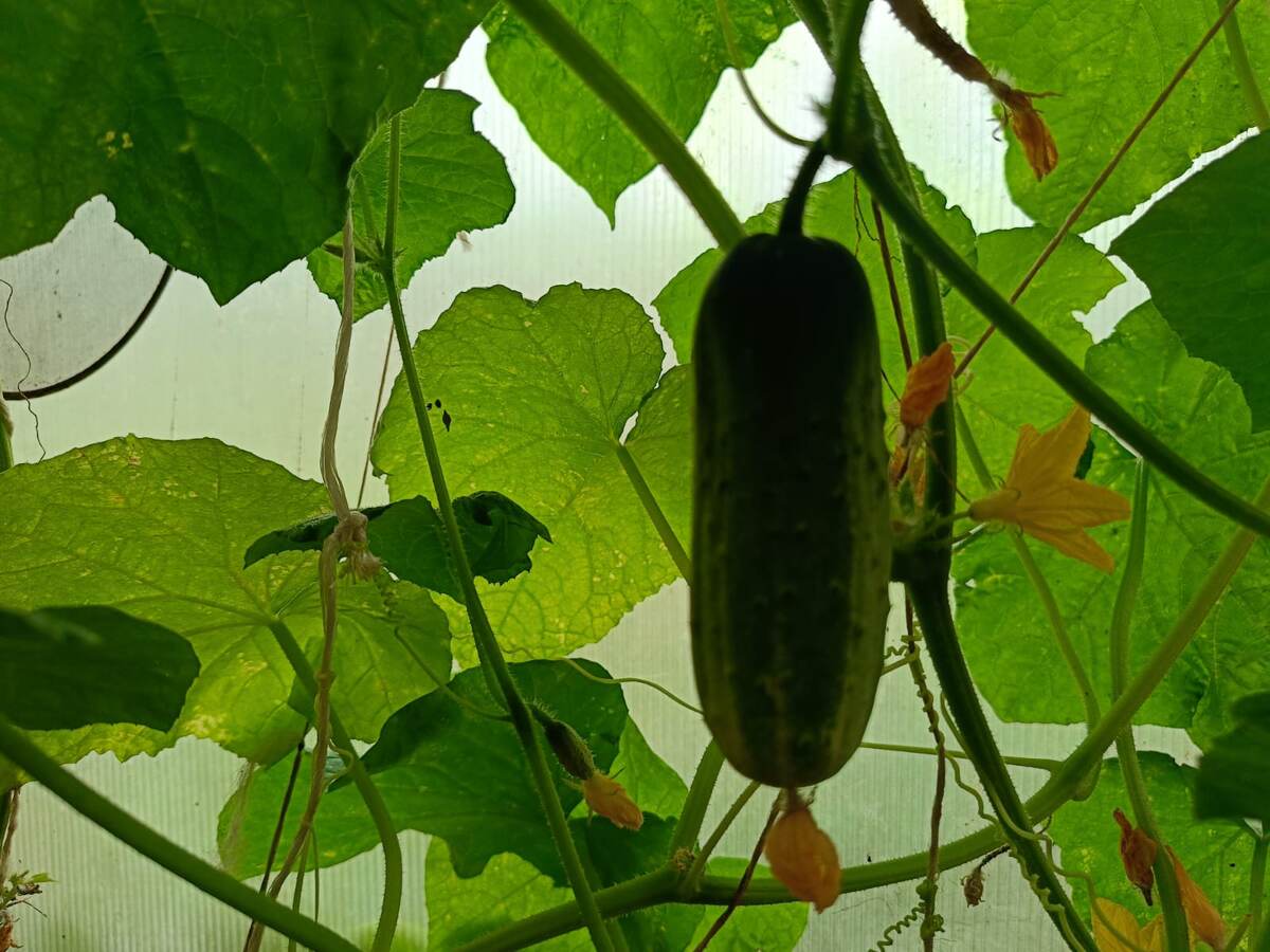 Огурец Апрельский F1 в неотапливаемой теплице. Фото автора