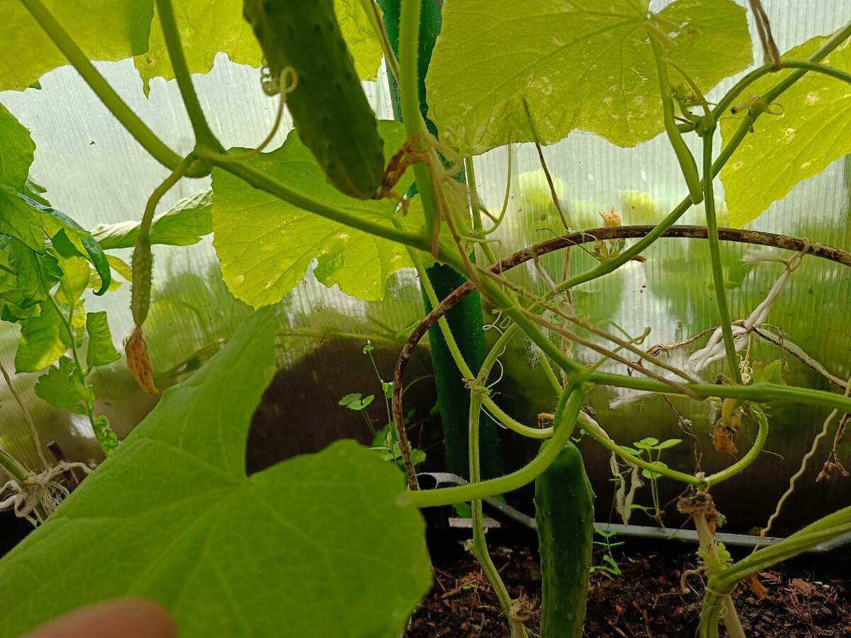 Огурец Апрельский F1 отличный вариант для выращивания в теплице. Фото автора