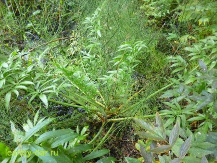 Таким мы чаще всего видим вёх ядовитый (цикуту) (фото с блога "Лесная кладовая")