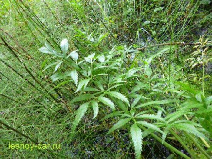 Листья вёха ядовитого (фото с блога "Лесная кладовая")