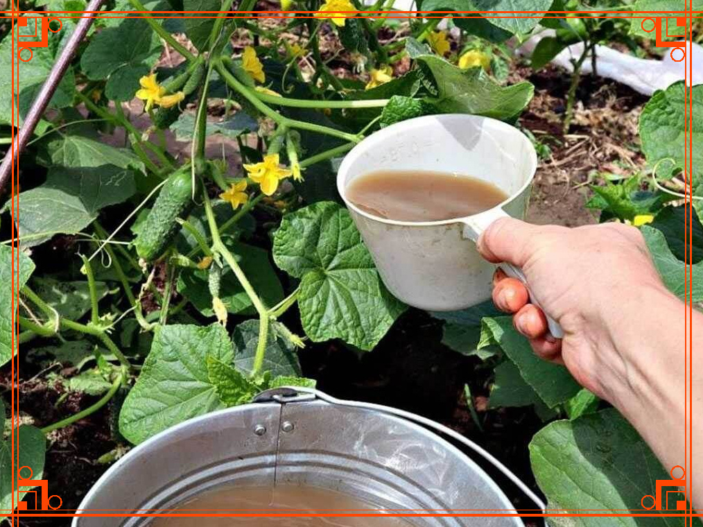 Фото из интернета. Чем подкормить огурцы в июле