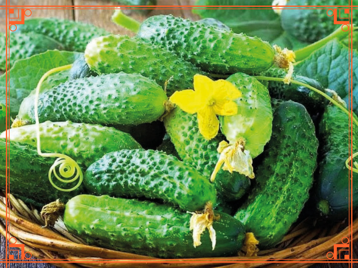 фото из интернета. Как получить в августе новый урожай огурцов