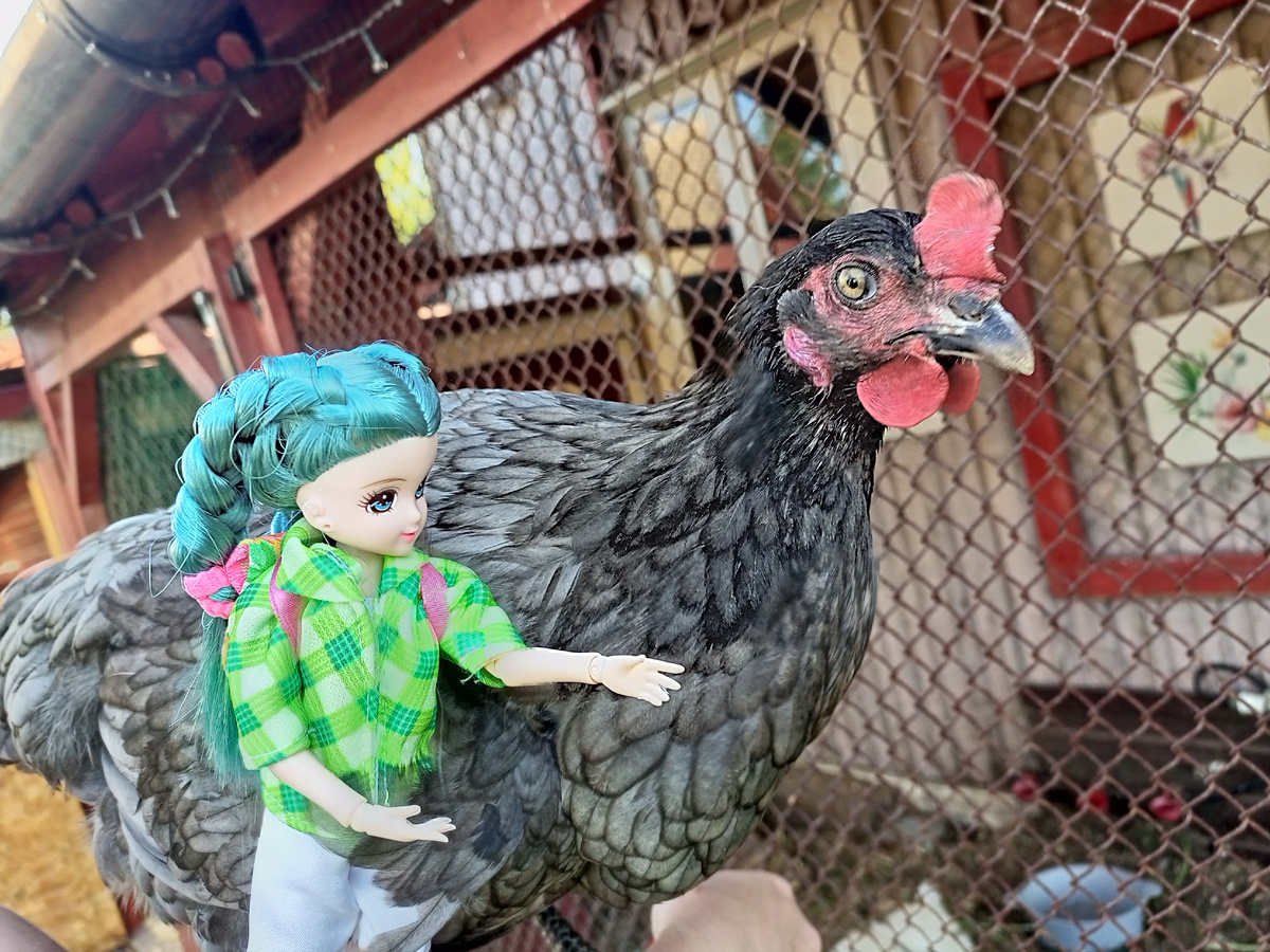 Ликка и курочка. 