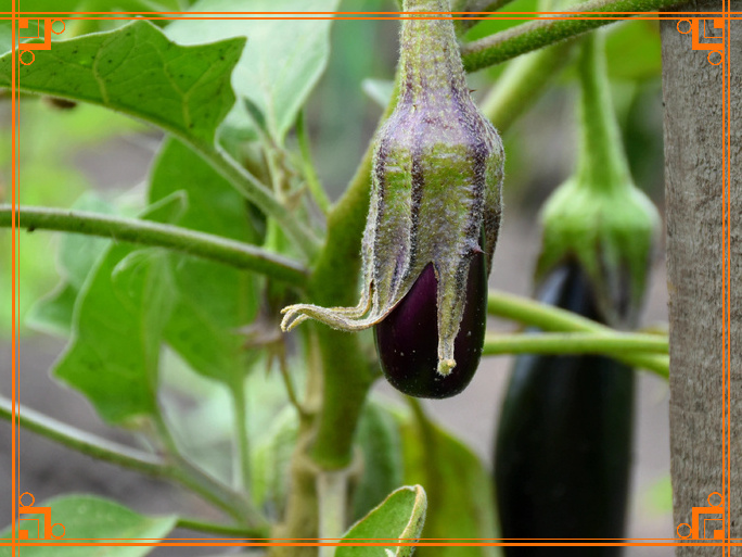 Фото из интернета. Пропадают завязи у баклажана