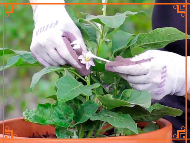 Фото из интернета. Баклажан не плодоносит