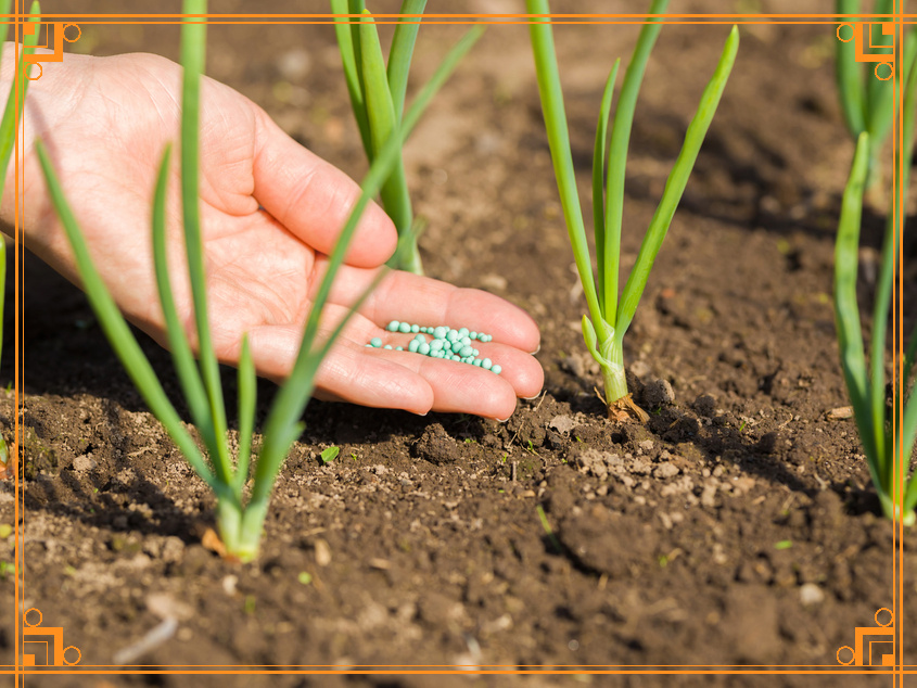 Фото из интернета. Чем подкормить лук и чеснок.