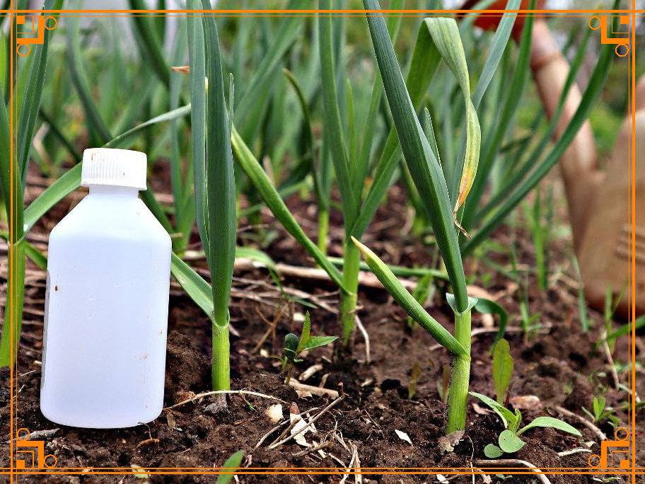 Фото из Интернета. Чем подкормить чеснок