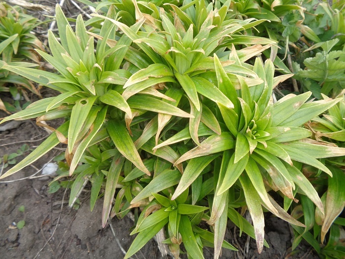 Мои лилии после заморозка