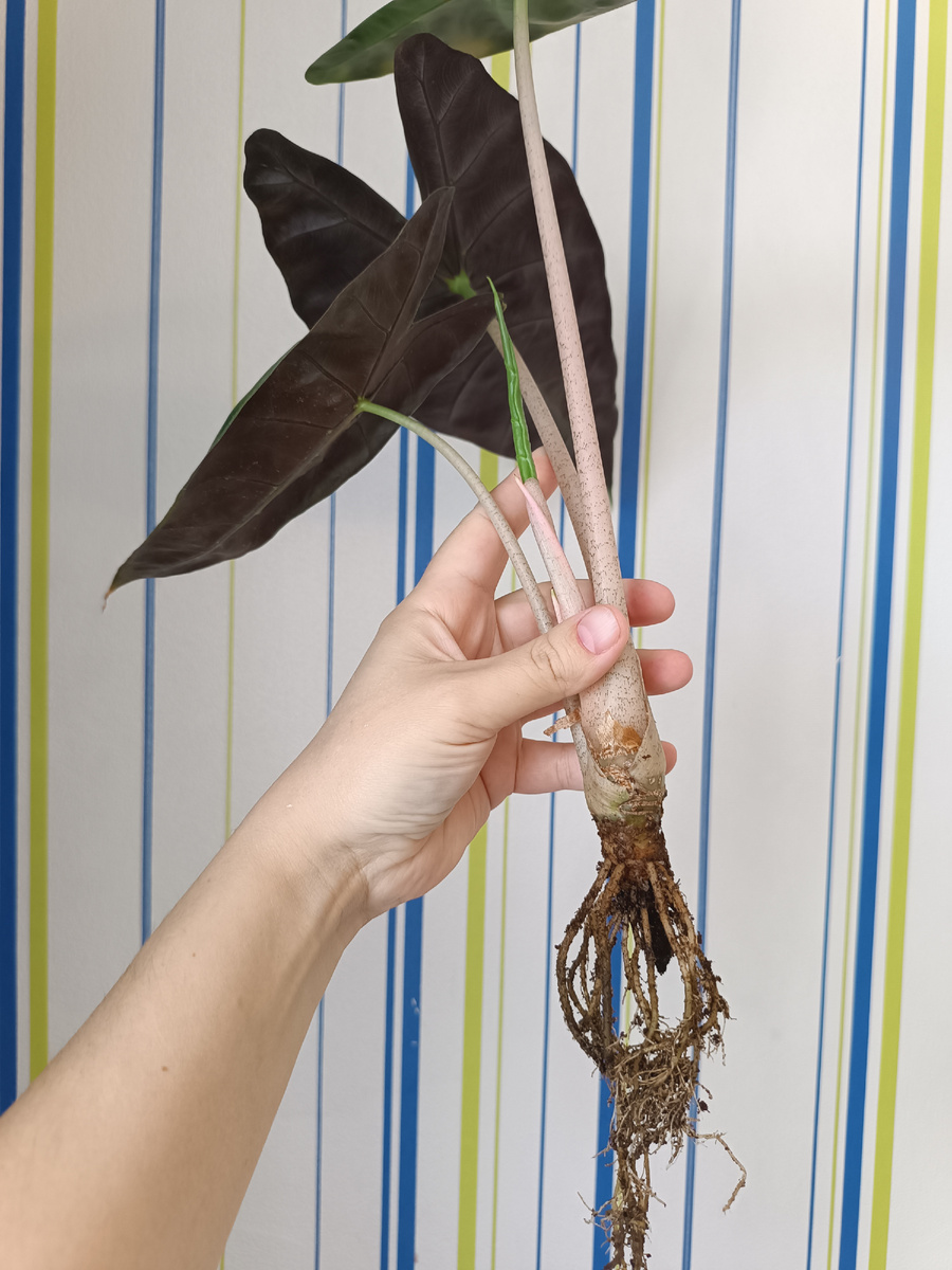 Корневая система алоказии 