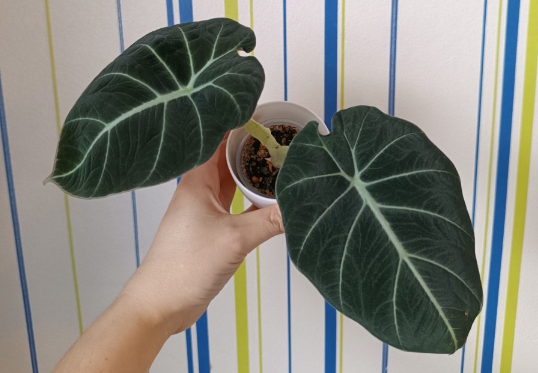 Моя домашняя Black Velvet, покупала не в пятерке, поэтому фото какое есть