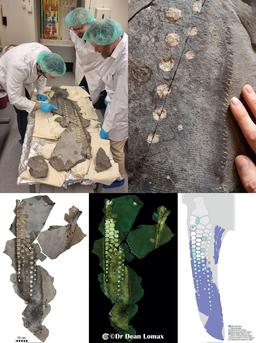 Ласт темнодонтозавра