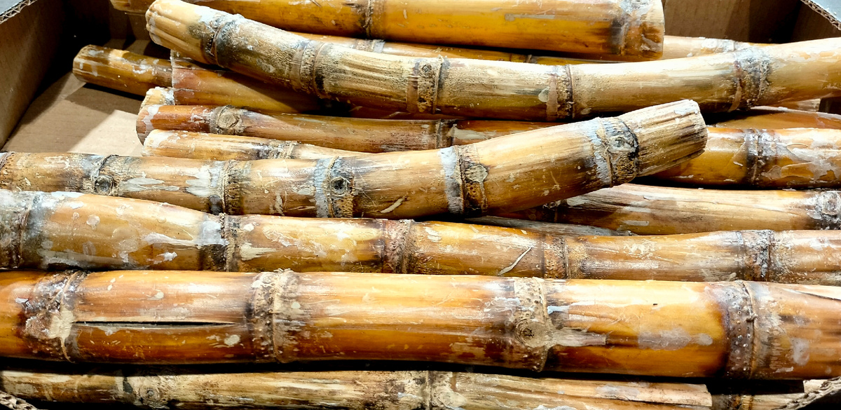 Сахарный тростник