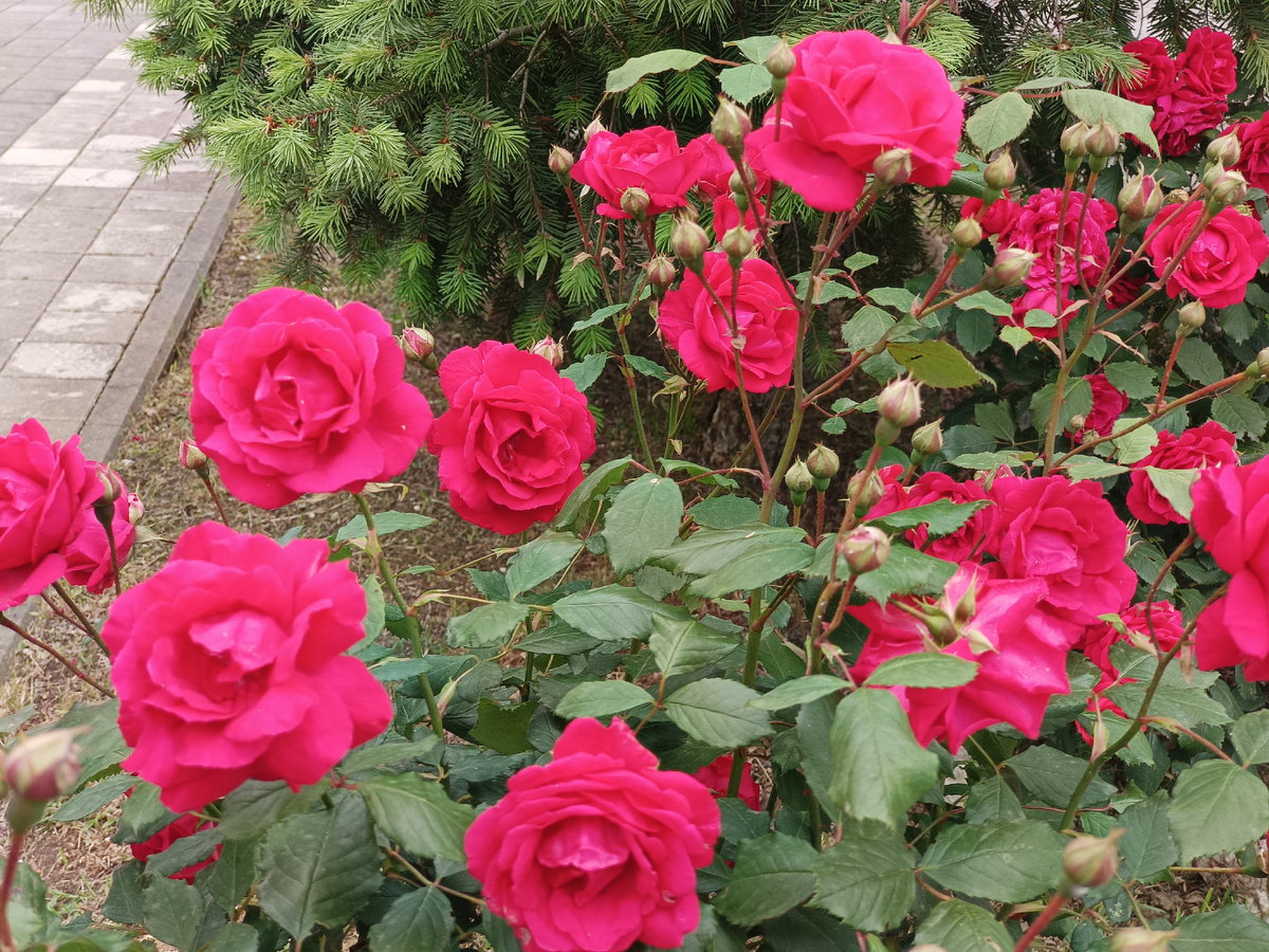 Адлер, июль 2025 г.