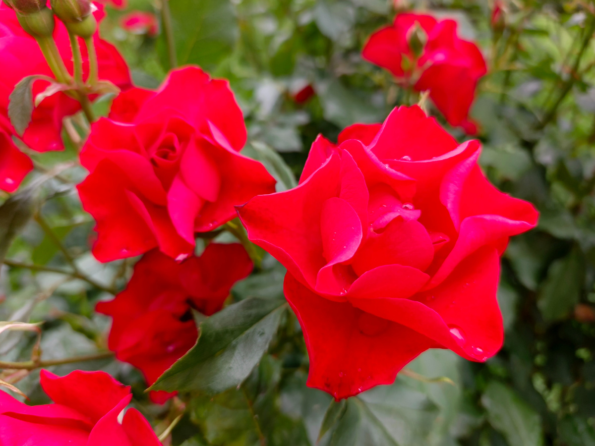 Адлер, июль 2025 г.