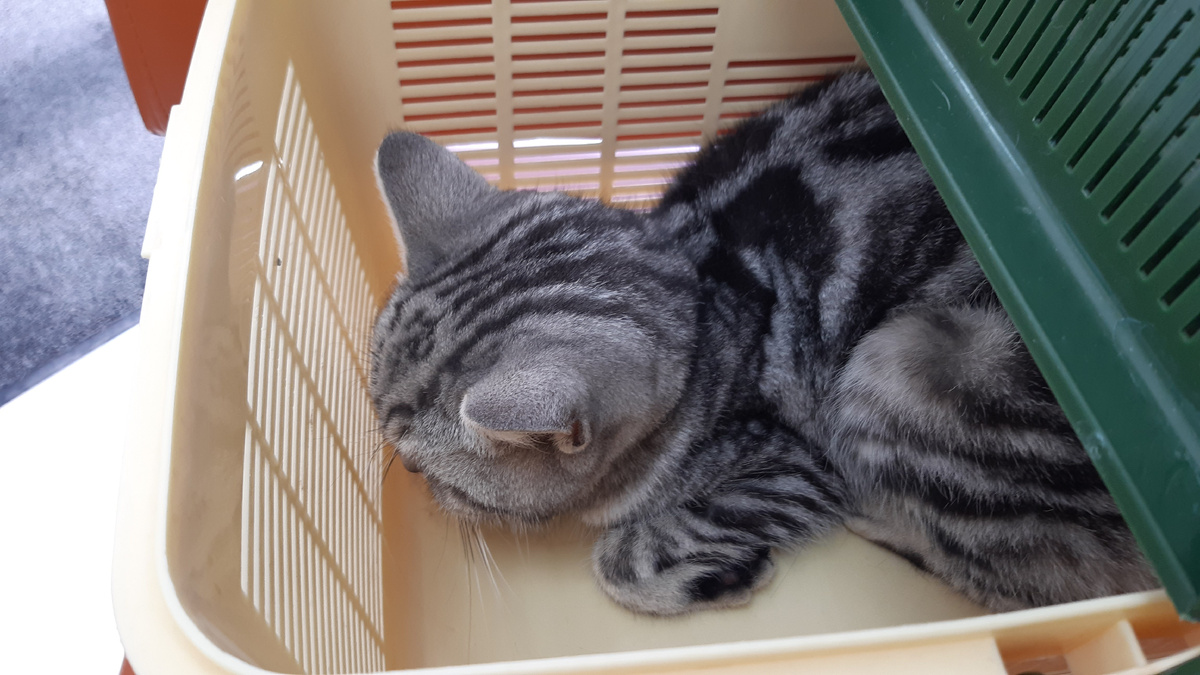 А вот и кошечка в переноске.