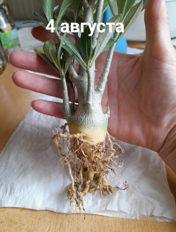 Вот такое сокровище таилось в 200 граммах