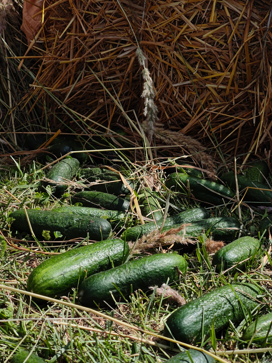     «Постньюс»