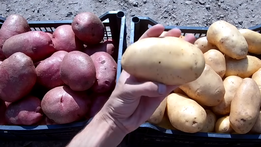 Выращиваю крупный картофель на расстоянии 90 см друг от друга. Урожай с 6 кустов заменяет 20 обычных