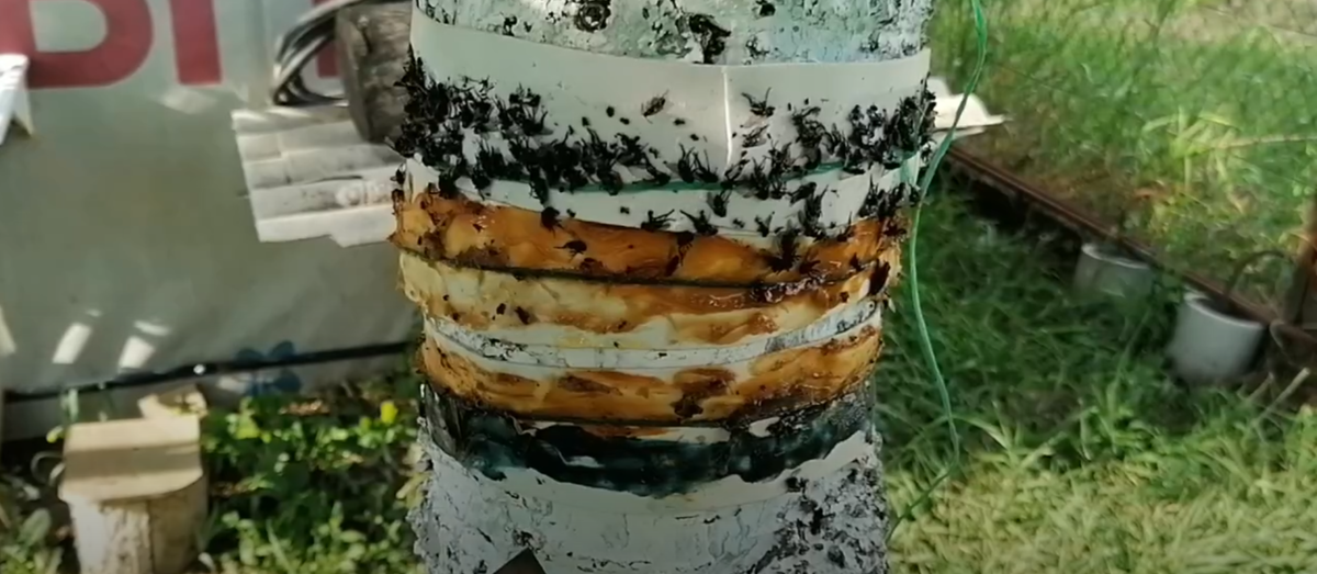 Ловчий пояс на черешне