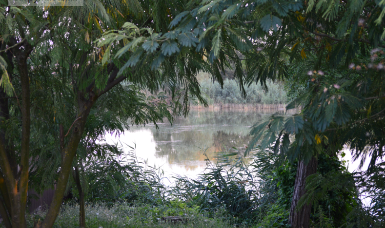 Фото автора. Лето 2025. Наберегу реки Кирпили..