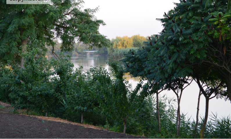 Фото автора . 18.07.2025. Берег реки Кирпили. В одой из станиц края.