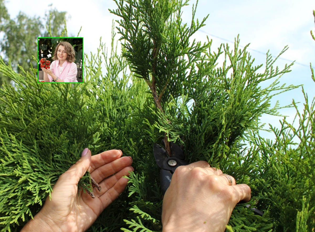 Источник фото: ogorod.ru