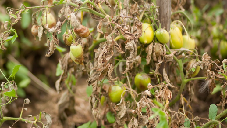Так выглядят томаты, пораженные фитофторой - без срочного вмешательства через 3-4 дня все погибнет