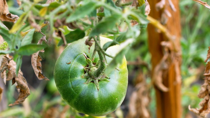 Признаки фитофторы 