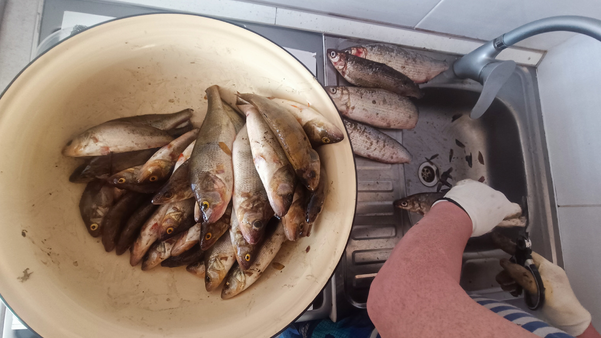 Улов на р.Воронья в Ловозере