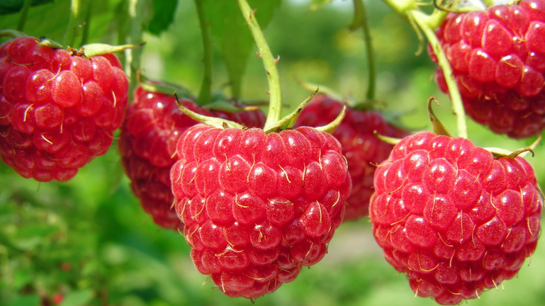 Разница в урожайности при разных сроках обрезки видна невооруженным глазом