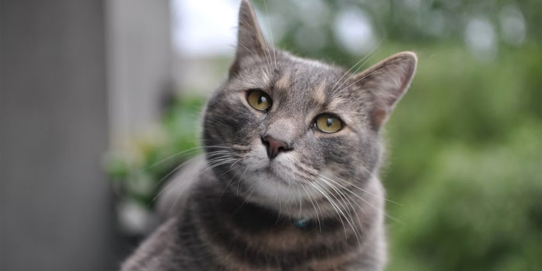 В Одинцово кот пришел за помощью к спасателям