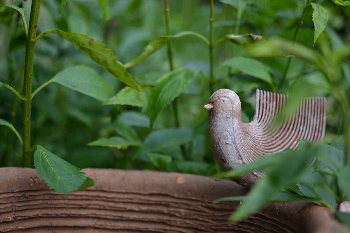 Птичка из фикспрайсовской расчески. Мой сад, все фотографии в статье авторские