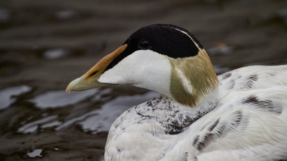 Обыкновенная гага