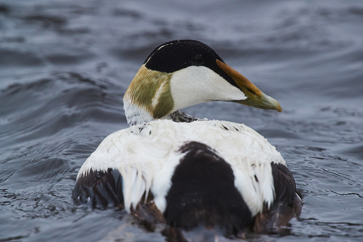 Обыкновенная гага