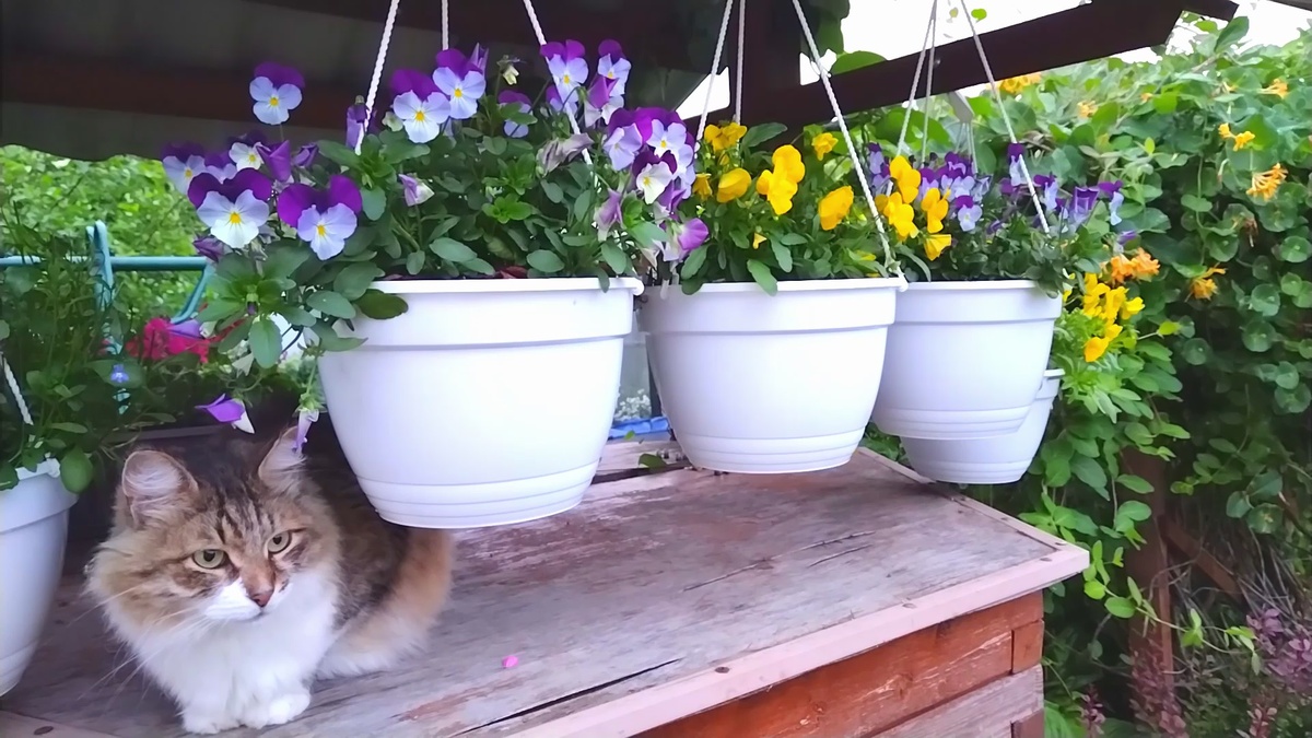 Ампельная виола очень декоративна!