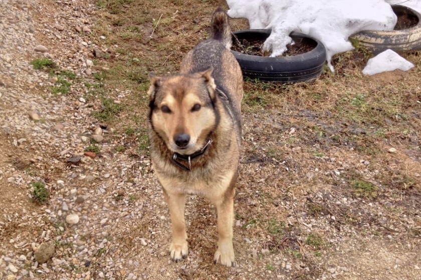 На левой лапке нет пальчиков .