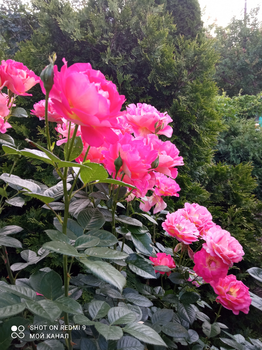 Роза Декор Арлекин. Фото из моего сада.