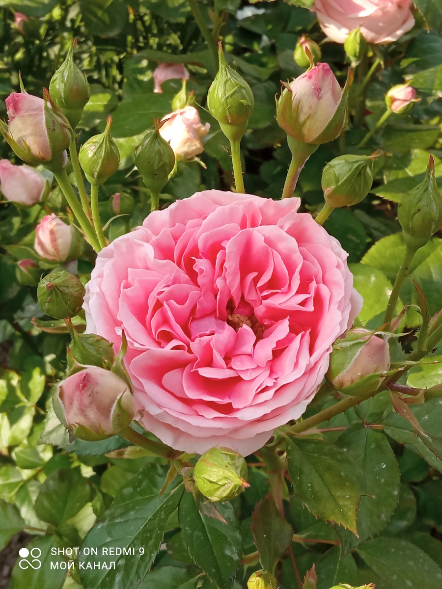 Роза Кимоно. Фото автора.