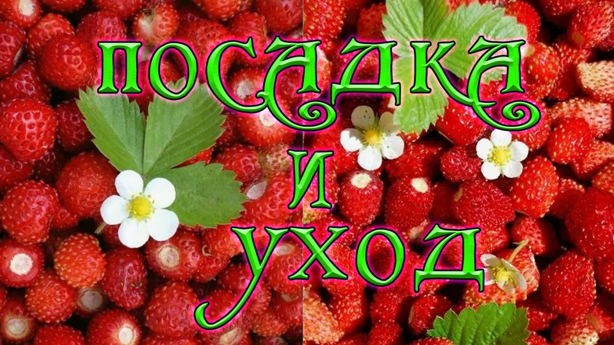 Земляника посадка и уход.