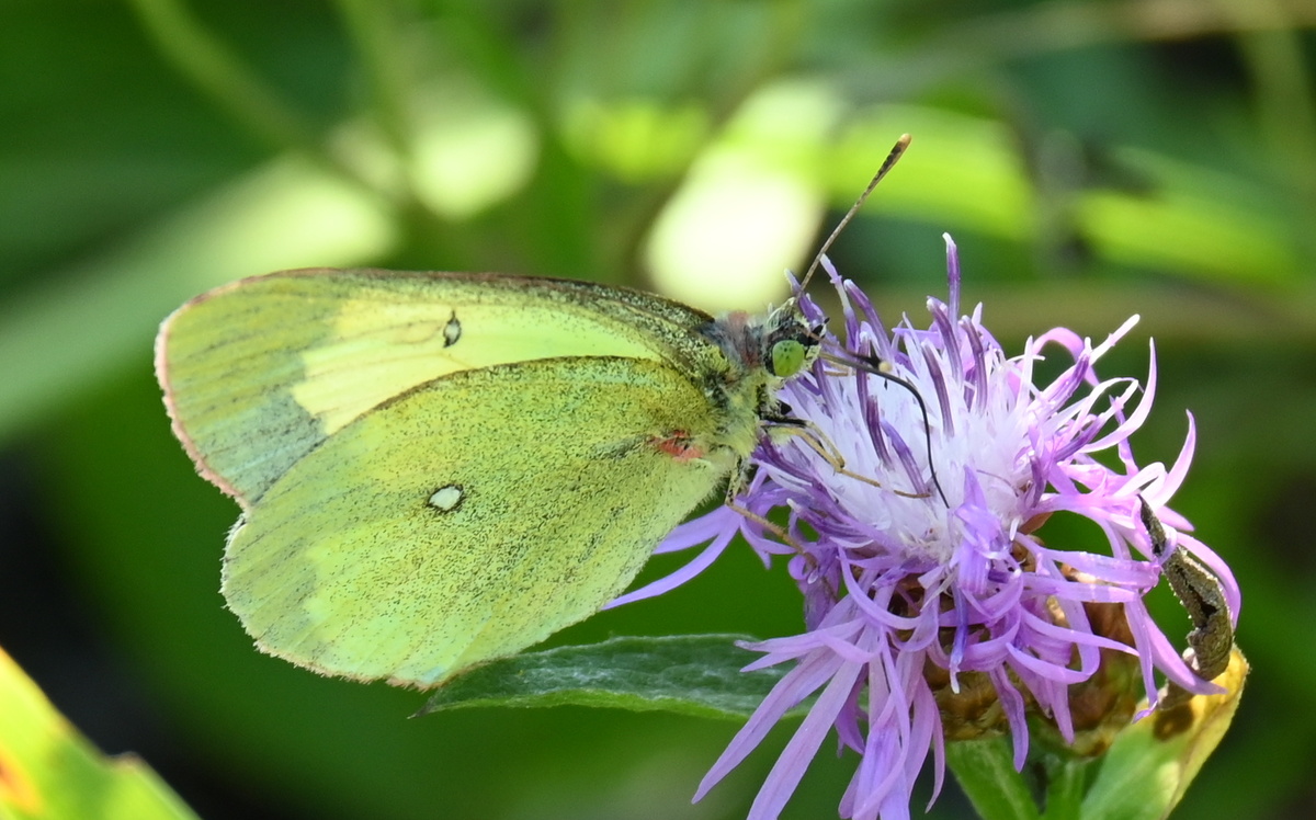 Портрет бабочки