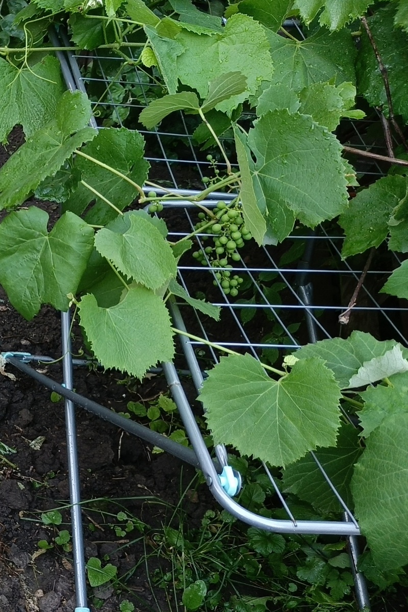 Хоть где-то пригодилась старая, сломанная сушилка 🤭