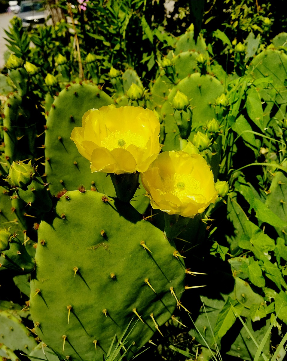 Цветы опунции