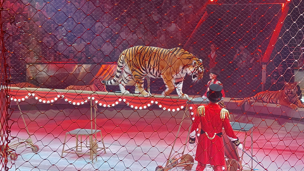 Тигры
