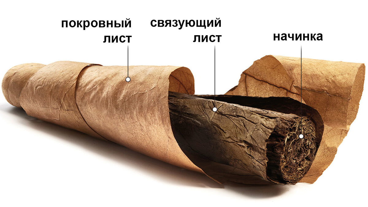 Из чего состоит сигара. Фото dzen.ru